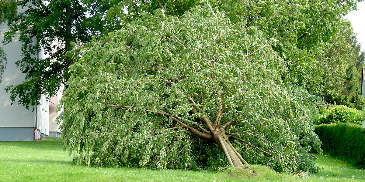 Sturmschaden in Stockum (Foto: Marek Schirmer)
