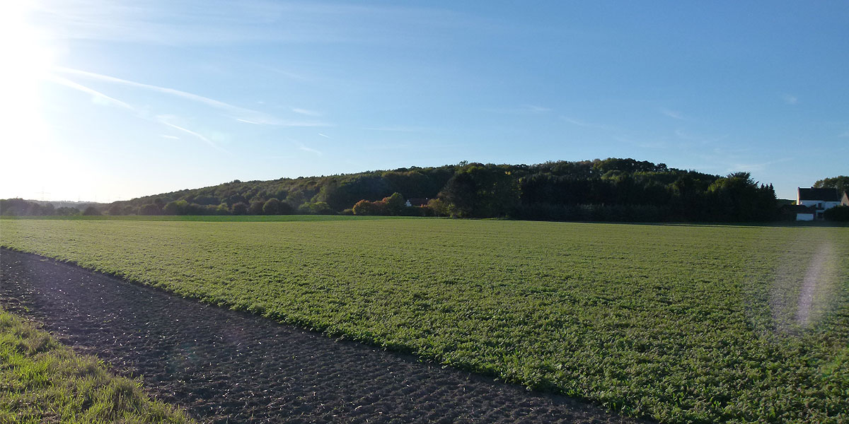 Statt ehemalige Industrieflächen in Witten zu reaktivieren, möchten die Stadtverwaltung fruchtbaren landwirtschaftlich genutzten Boden für Umzüge von Unternehmen innerhalb Wittens und wenige Neuansiedlungen nutzen. (Foto: Marek Schirmer)