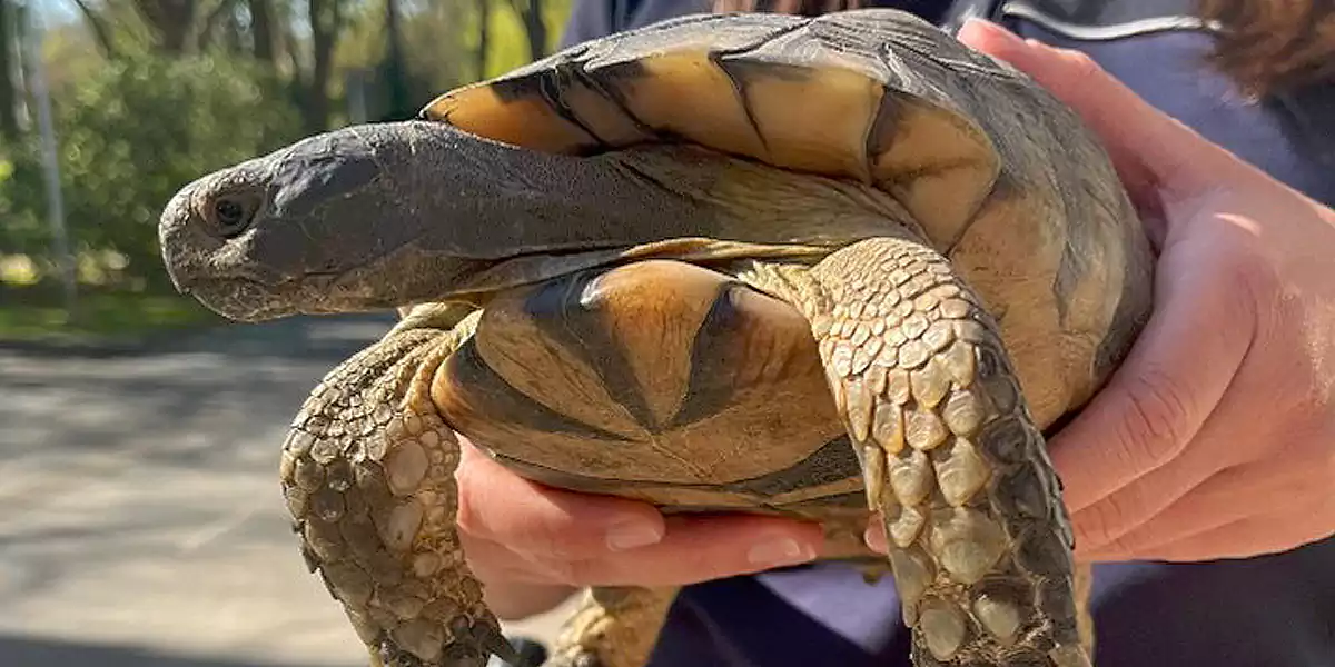 Fundsache Schildkröte Schiggi in liebevollen Händen. (Foto: Polizei Bochum)