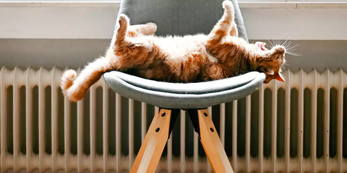 Katze liegt auf einem Stuhl vor einem Heizkörper (Foto: Gaelle Marcel/Unsplash)