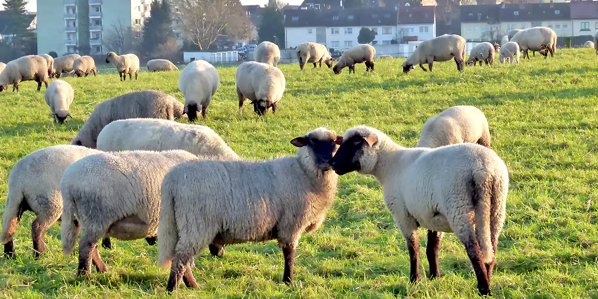 Schafe am Hof Große-Oetringhaus. (Foto: Marek Schirmer)