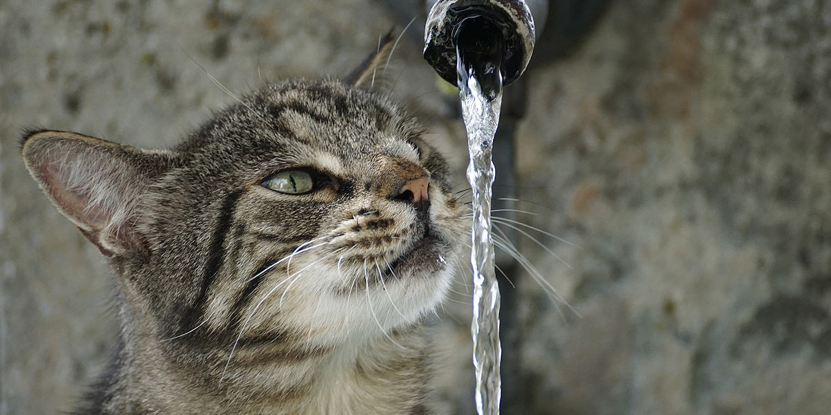 Nicht nur Katzen mussten in Stockum heute auf frisches Leitungswasser verzichten. Es fehlte an Druck in der Leitung, teilen die Stadtwerke mir. (Foto: Susanne Jutzeler/Pixabay)