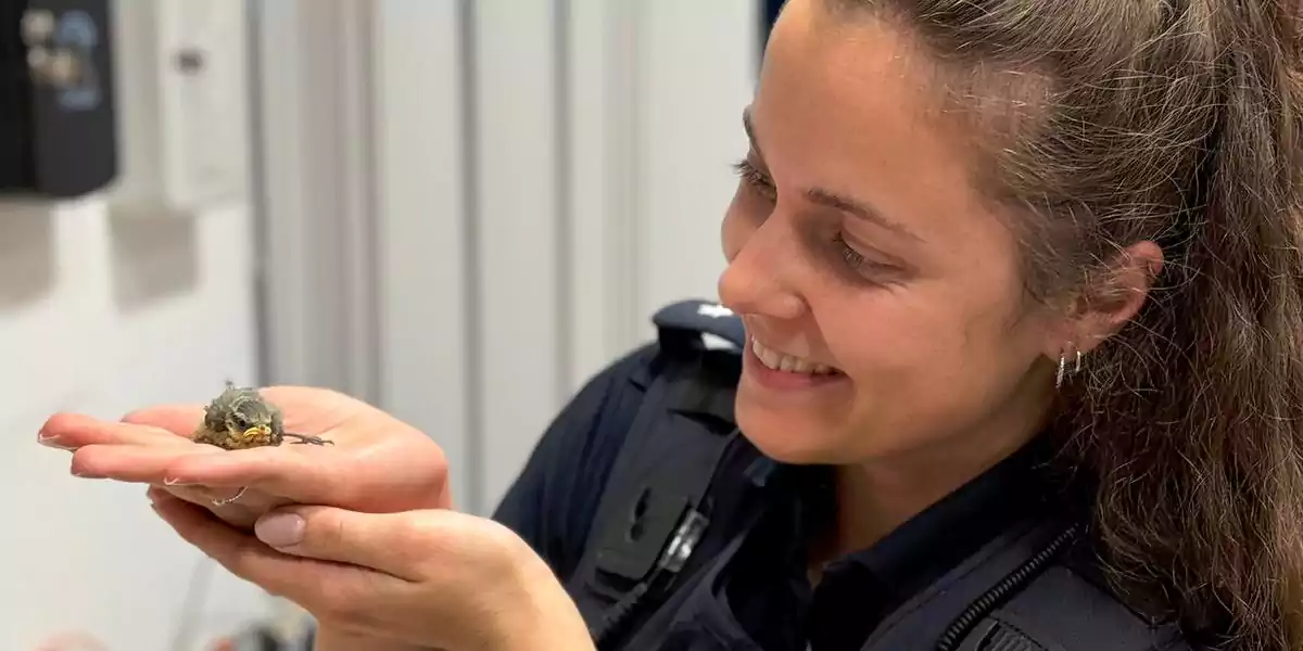 Seltener Besuch auf der Polizeiwache: Ein kleiner Vogel erhält eine zweite Chance in seinem kurzen Leben (Foto: Polizei Bochum)