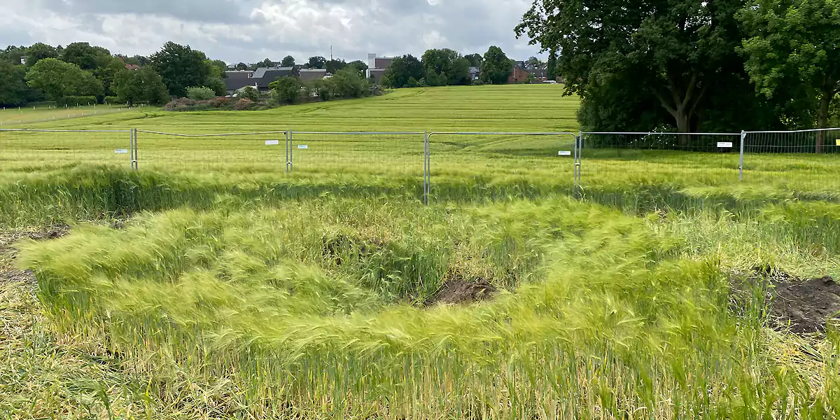 Der Trichter am Tagesbruch bleibt weiterhin durch einen Zaun gesichert, bis nach der Ernte dort frischer Mutterboden aufgetragen wird. (Foto. Schirmer)