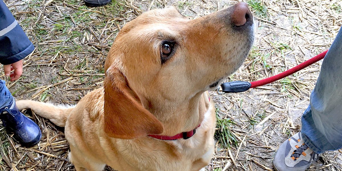 Was dieser lieber Hund gern hätte, erfahren Sie auf dem nächsten Bild.