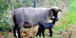 Schafe in Stockum 2019