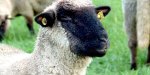 Schafe in Stockum 2019